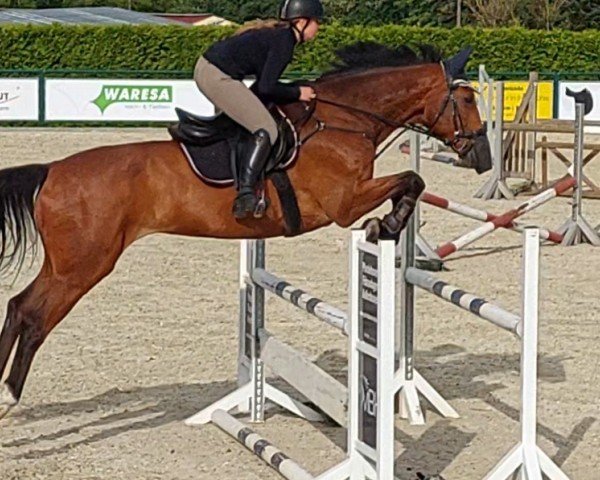 Springpferd Cracker Jack 16 (Hannoveraner, 2009, von Crazy Cocktail)