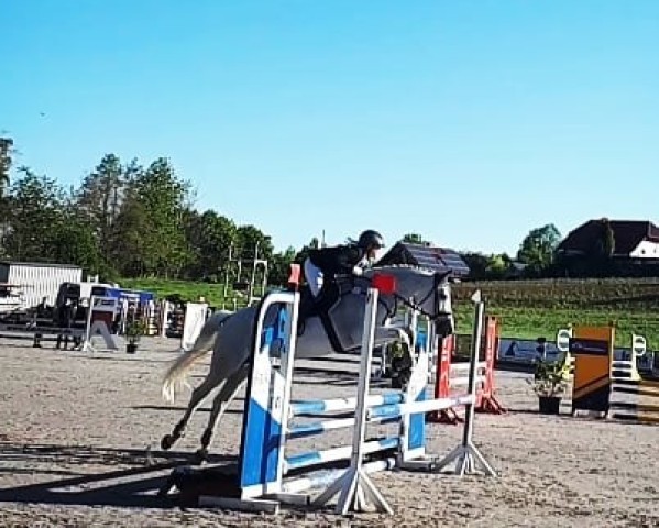 Springpferd Pippi Lotta 24 (Oldenburger Springpferd, 2005, von Semper Odem)