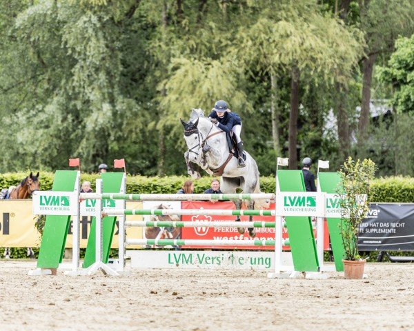 jumper Cera Blue B (Hanoverian, 2018, from Chacoon Blue)