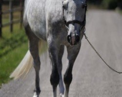horse Cherino M (Oldenburg show jumper, 2016, from Casino Berlin OLD)
