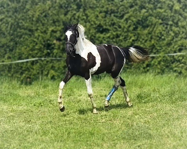 horse Föhrer Fantasie (Trakehner, 2024, from Grenoble)