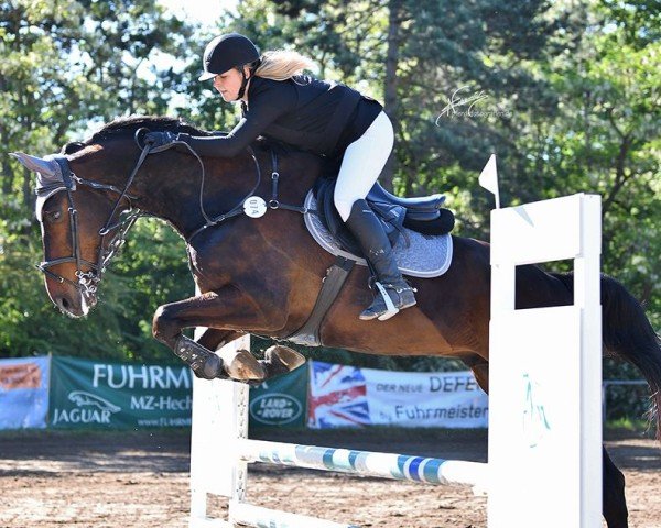jumper Vincent 214 (German Sport Horse, 2018, from Embassy 6)