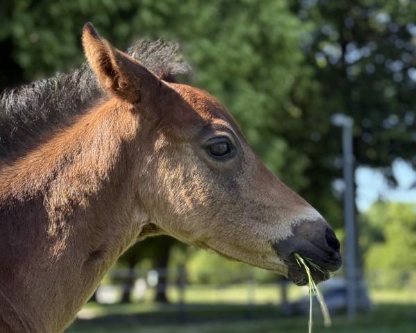 Fohlen von Veyron NF (Deutsches Reitpony, 2025, von Valido's Comeback WS)