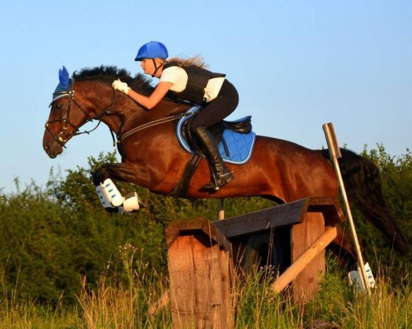 dressage horse Honey 87 (Little German Riding Horse, 2008, from Sensation 15)