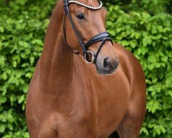 dressage horse Daydream S 5 (German Sport Horse, 2021, from Don Juan de Hus)
