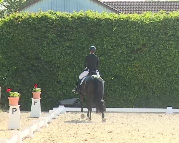 Reitturnier Notzing/Obb. 2025