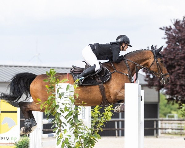 Springpferd Dilara 25 (Deutsches Sportpferd, 2010, von Catch Your Dreams)