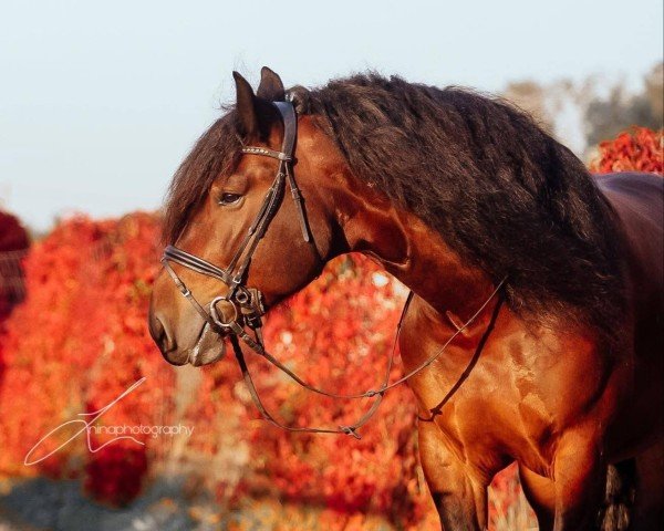 horse Moritz Nero XVI 2 (Noric, 2016)