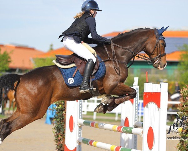 jumper Quintano 65 (Hanoverian, 2015, from Quality 9) jumper Quintano 65 (Hanoverian, 2015, from Quality 9)