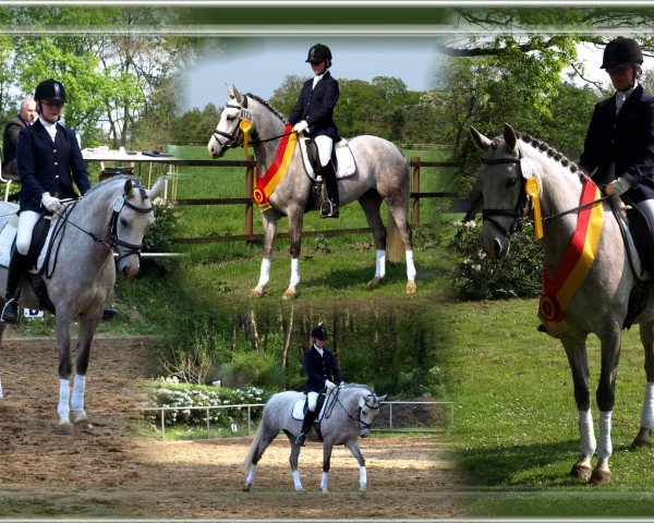 broodmare Tassia D (German Riding Pony, 2004, from Ruby Gold)