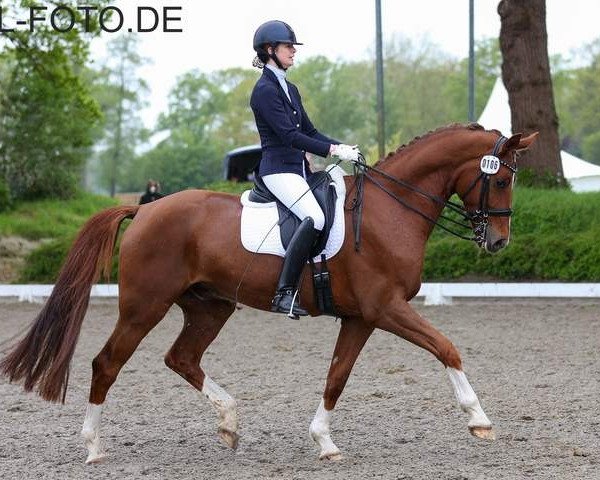 dressage horse Campino 581 (Oldenburg, 2014, from Cennin) dressage horse Campino 581 (Oldenburg, 2014, from Cennin)