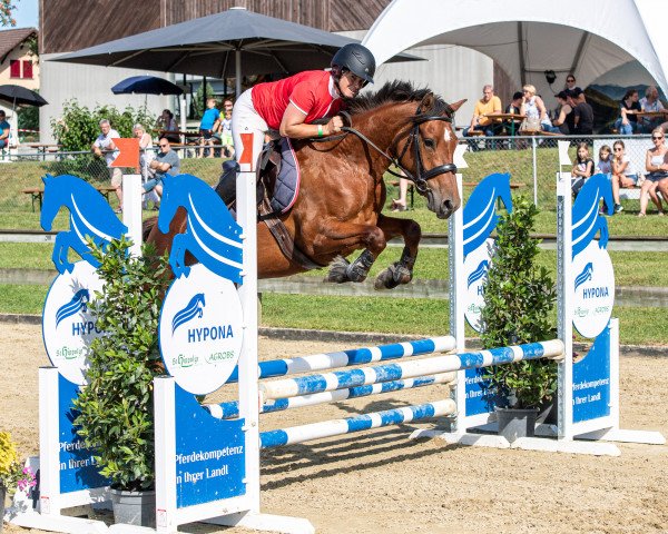 jumper Dalida V CH (Freiberger, 2016, from L'Artiste III CH)