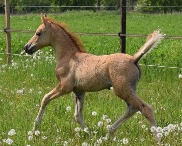 horse Promising Dare to Dream (Dutch riding horses and ponies with Arabic blood content, 2021, from Dating Point At)