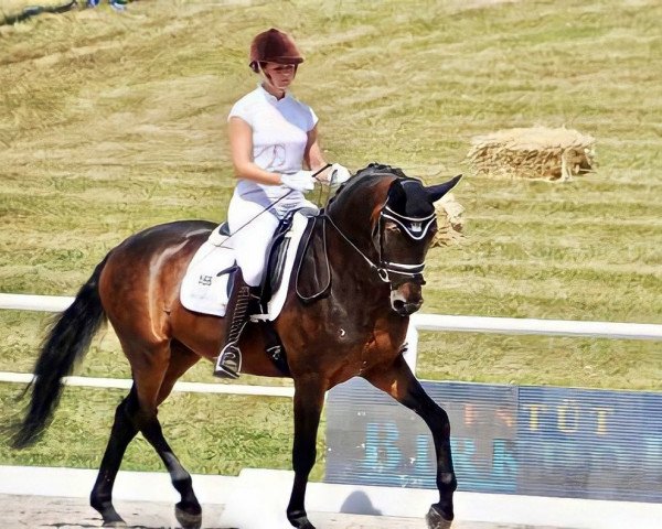 dressage horse Lucado Jo (German Sport Horse, 2016, from Lord Leopold 7)