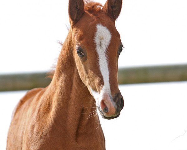 horse Next Level DW (German Riding Pony, 2021, from FS Next Diamond)