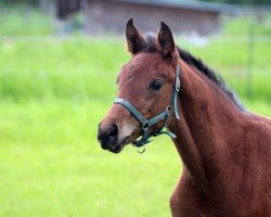 horse Femme Fantastique F (Westphalian, 2021, from For Romance I)