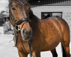 dressage horse Adventure Boy 2 (Zweibrücken, 2011, from Almaro)