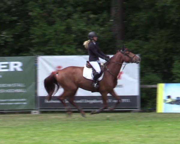 Reitturnier Zeven 2025