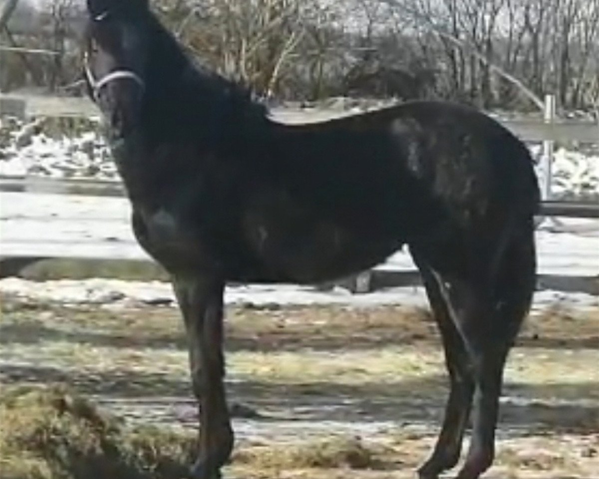 Pferd Hengst von Diego de Semilly / Acobat II (Holsteiner, 2019, von Diego de Semilly)