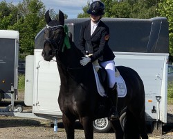 Dressurpferd Ferrero Noir (Westfale, 2017, von For Romance II)
