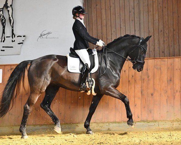 Dressurpferd Donna 770 (Hannoveraner, 2010, von Hochadel)