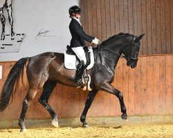 dressage horse Donna 770 (Hanoverian, 2010, from Hochadel)