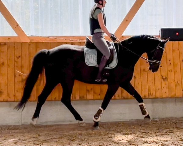 dressage horse Dirigent B (German Sport Horse, 2015, from De Janeiro)