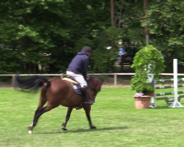 Reitturnier Zeven 2025