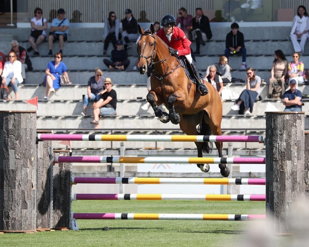 Springpferd Handyman (KWPN (Niederländisches Warmblut), 2012, von Falaise de Muze)