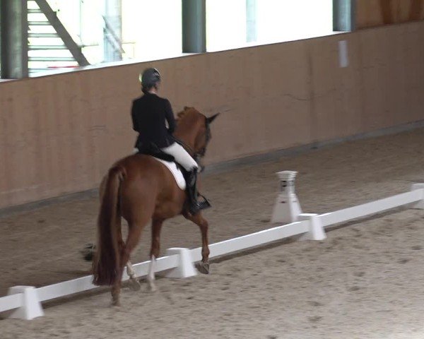 Reitturnier Aadorf 2025