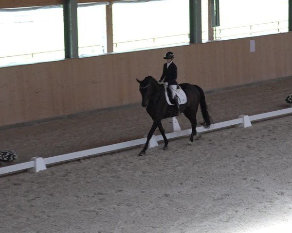 Reitturnier Aadorf 2025