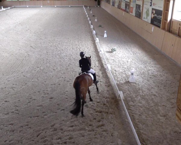 Reitturnier Aadorf 2025