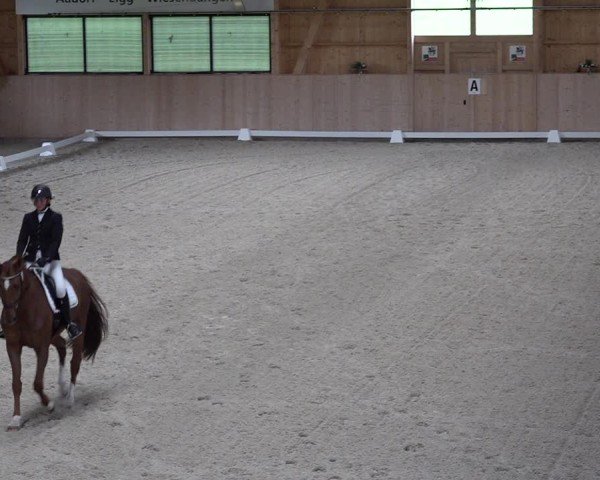 Reitturnier Aadorf 2025