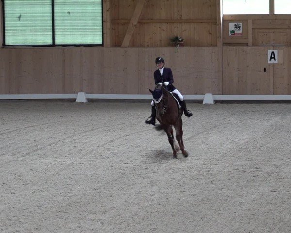Reitturnier Aadorf 2025