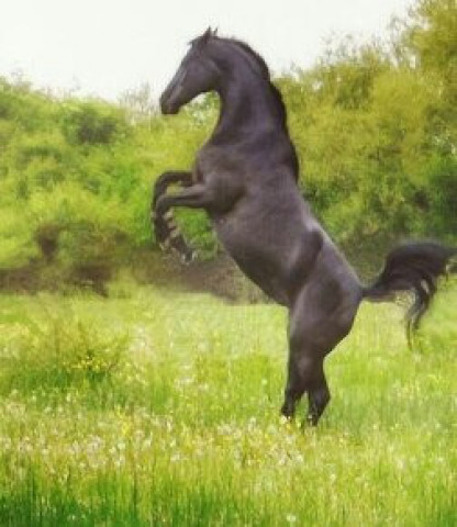 broodmare Miravi U (Oldenburg, 2003, from Ron William) broodmare Miravi U (Oldenburg, 2003, from Ron William)