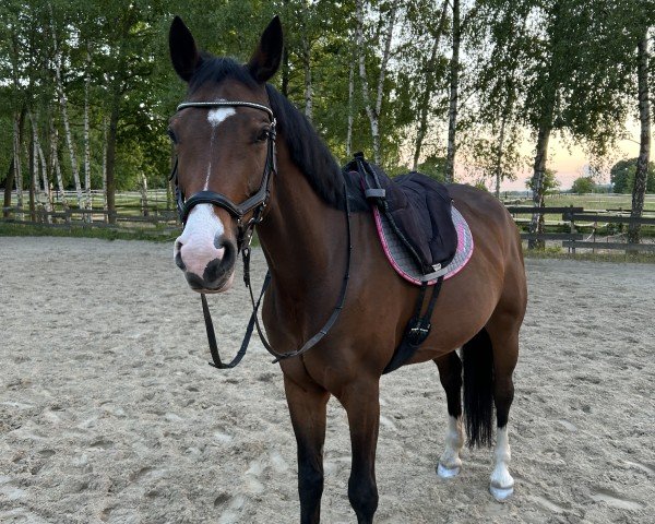 horse Beautiful Bärbel (Westphalian, 2019, from Balounito)