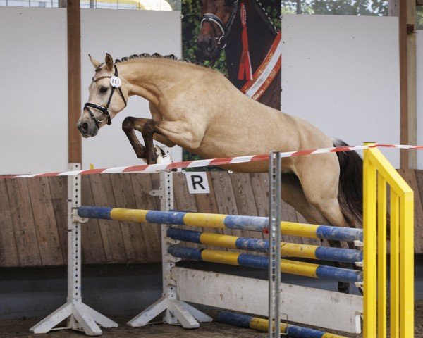 broodmare Waikiki Sun ( Waika San) (German Riding Pony, 2019, from Cayuga San WE)