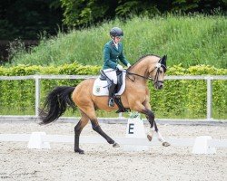 stallion Duke Caboom (German Riding Pony, 2022, from Double Cream)