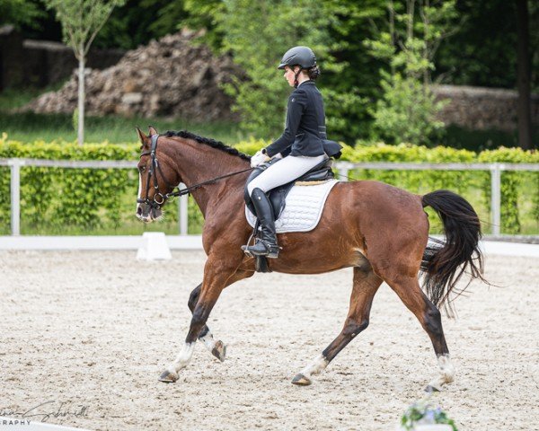 horse Sonnenstrahl 9 (German Sport Horse, 2020, from Shamu)