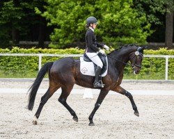 dressage horse Fabriano 84 (German Sport Horse, 2019, from Fürst Belissaro)