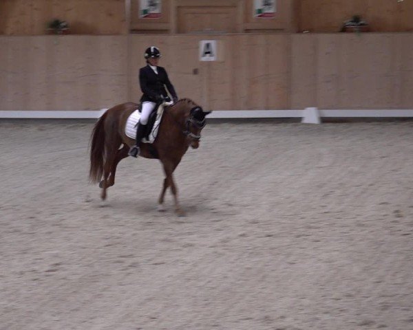 Reitturnier Aadorf 2025