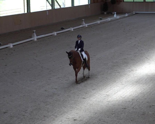 Reitturnier Aadorf 2025