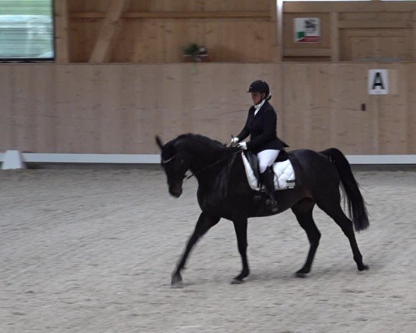 Reitturnier Aadorf 2025