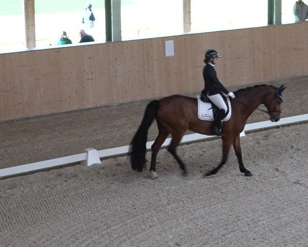 Reitturnier Aadorf 2025