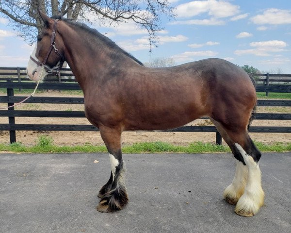 horse Somewhere Doc's Becky (Clydesdale, 2012, from Donegal Dr Pepper) horse Somewhere Doc's Becky (Clydesdale, 2012, from Donegal Dr Pepper)