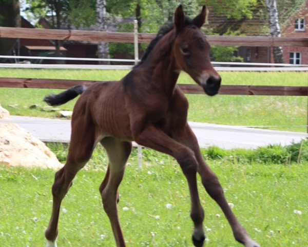 broodmare Rajani (Hanoverian, 2021, from Raven)