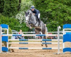 Springpferd Hulapalu 30 (Mecklenburger, 2018, von HICKSTEAD WHITE)
