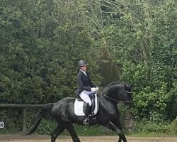 stallion Highland Dale (Oldenburg, 2009, from Hofrat)