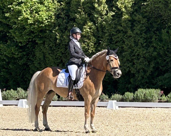 Zuchtstute Franka 181 (Edelbluthaflinger, 2017, von Stallion)