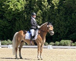 broodmare Franka 181 (Edelbluthaflinger, 2017, from Stallion)